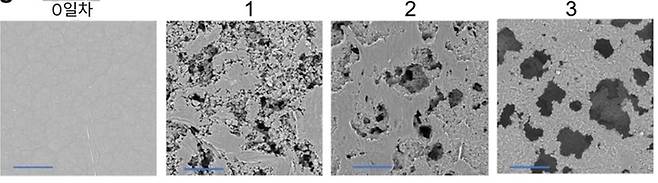 ▲미생물에 의한 플라스틱 분해 과정. 불과 3일 후에 분해 흔적이 뚜렷하다. (자료=ACS Applied Polymer Materials, 2026)