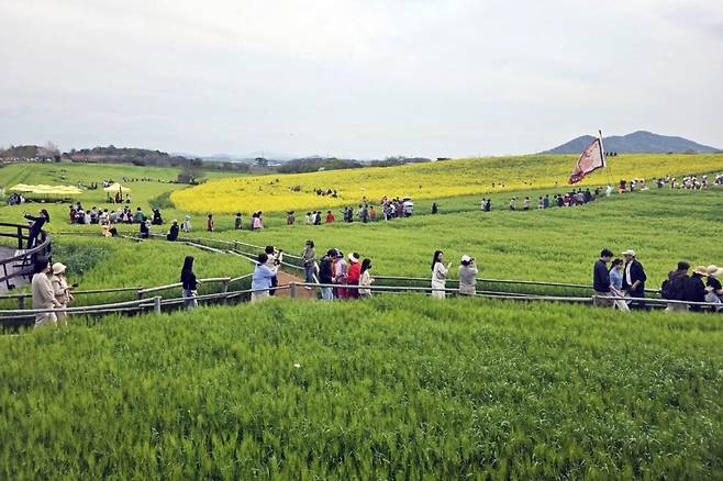 ‘제23회 고창 청보리밭 축제’가 열린 전북 고창군 공음면 학원관광농장을 찾은 방문객들이 유채와 어우러진 청보리밭을 거닐며 봄 기운을 만끽하고 있다. 고창군 제공