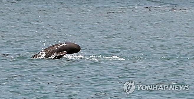 점프하는 상괭이 충남 태안해안국립공원 해역에서 점프하는 상괭이. 해당 사진은 기사와 직접적인 상관 없음. [국립공원관리공단 제공. 재판매 및 DB 금지]