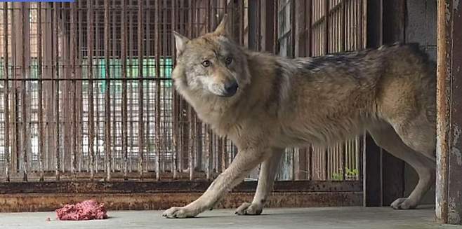 지난달 8일 대전 오월드에서 탈출했다가 9일 만에 생포된 늑대 '늑구'. 대전 오월드 제공
