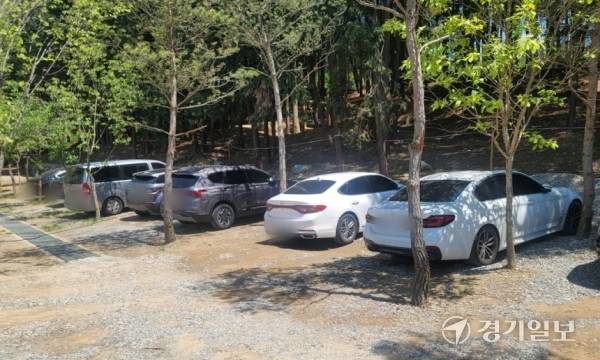 군포시 대야미동 개발제한구역 내 유명 제과점과 음식점을 이용하는 차량들이 원상 복구된 임야에 절묘하게 심어진 나무 사이 사이에 불법으로 주차하고 있다. 윤덕흥기자