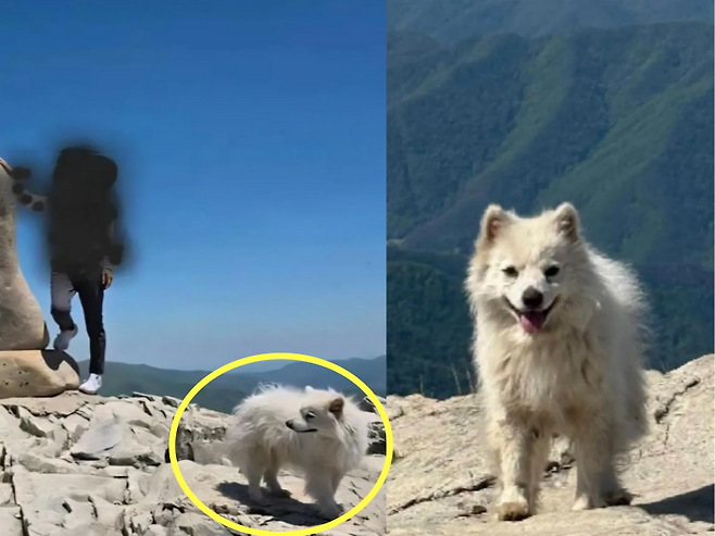 울산 울주군 천황산(해발 1189m) 정상에 홀로 남겨졌던 강아지가 한 부부의 손에 무사히 구조됐다. /사진=영남알프스완등인증 앱 방명록