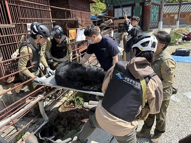 지난달 30일 전남 구례군 토지면 사찰 ‘문수사’에서 국립공원야생생물보전원 직원들이 철창 안 곰을 구조하고 있다. 국립공원야생생물보전원 제공