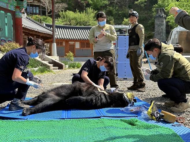 들것에 실려 나온 곰에게 기본적인 건강검진이 이뤄졌다. 왼쪽 귀에는 개체 관리번호를 적은 이표가 부착됐다. 몸속에는 곰 이력 정보를 담은 마이크로칩도 삽입됐다. 국립공원야생생물보전원 제공
