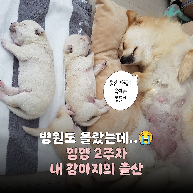 보호자 제공