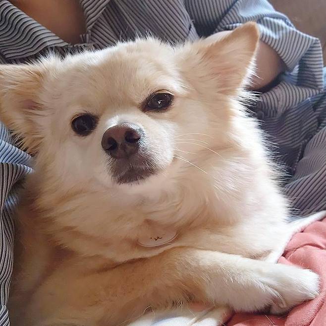 이제는 언니 품에서 평온해졌어요! 보호자 제공