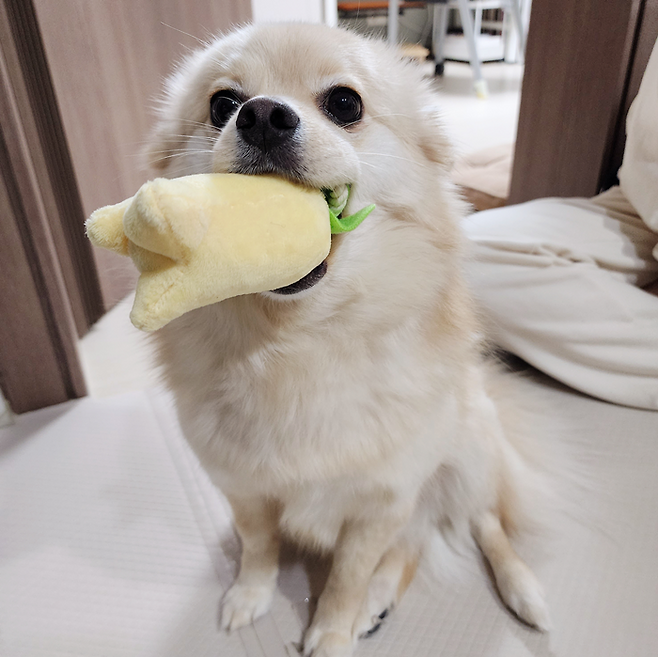 우리 귀요미 행복만 해! 보호자 제공