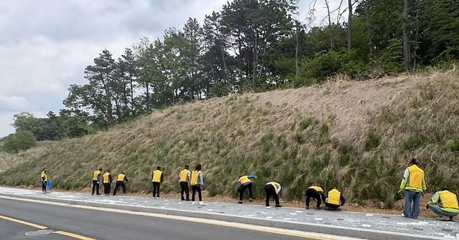 파주 운정4동 실버경찰대, 도로변 외래식물 제거 활동. 사진=파주시 제
