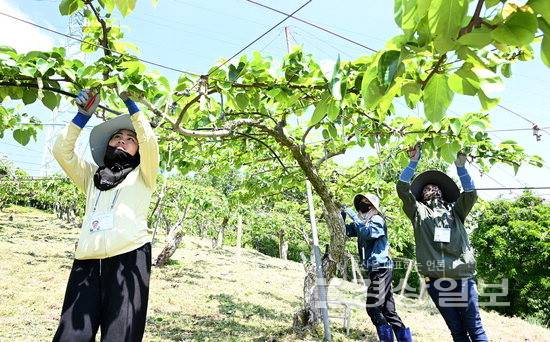 ▲ 공공형 계절근로 사업에 참가한 라오스 출신 외국인 근로자들이 14일 울산 울주군 청량읍 배농가에서 열매솎기 작업을 하고 있다. 김동수기자 dskim@ksilbo.co.kr