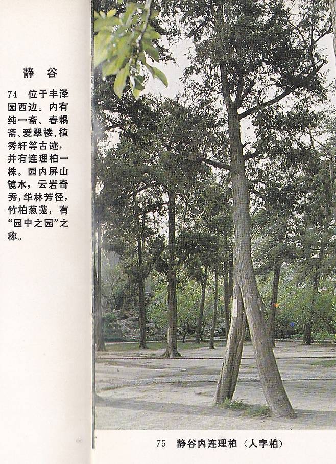 1983년 신화출판사가 펴낸 사진집 〈중난하이〉에 실린 연리백(連理柏) 모습. 두 나무줄기가 하나로 이어진 듯한 모습이 '사람 인(人)'자를 연상케 한다는 점 때문에 '인자백(人字柏)'으로도 불린다. 시진핑 중국 국가주석과 도널드 트럼프 미국 대통령은 15일 이곳을 함께 찾았다. 사진 〈중난하이〉, 신화출판사, 1983