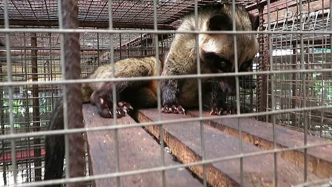 인도네시아 루왁커피 농장에서 발견된 사향고양이.[PETA 제공]