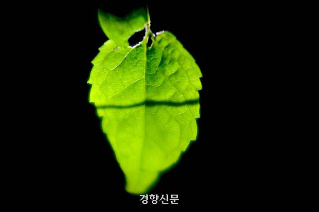 15일 오후 서울 종로구 백사실계곡 나뭇잎에 벌레가 먹은 흔적이 보인다.. 2026.5.15. 정지윤 선임기자