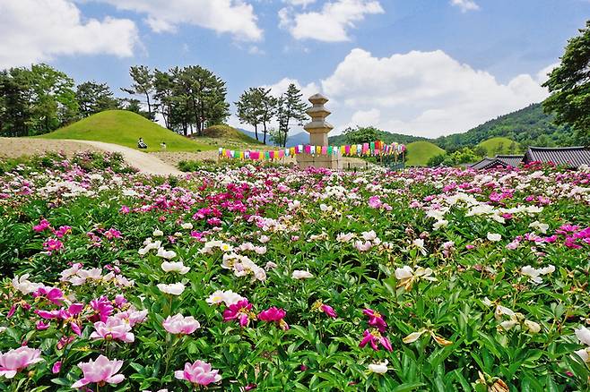 서악동 작약 꽃밭 / 사진 = 경주시