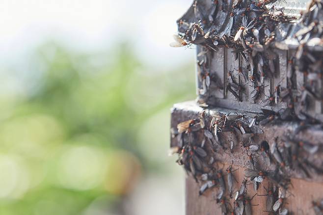 러브버그.[게티이미지뱅크]