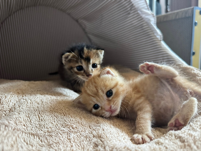 ▲ 의성 안계미술관이 구조한 새끼 고양이 두 마리가 서로 기대어 누워 있다. 미술관 측은 동물 입양 플랫폼 '포인핸드'를 통해 책임 있는 입양자를 모집하고 있다. 안계미술관 제공.