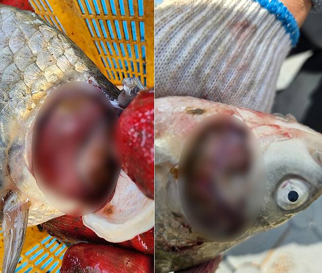 ▲ 어민들이 수거한 붕어의 아가미에서 나타난 이상 증상 모습. 인제 남면어업계 제공·연합뉴스