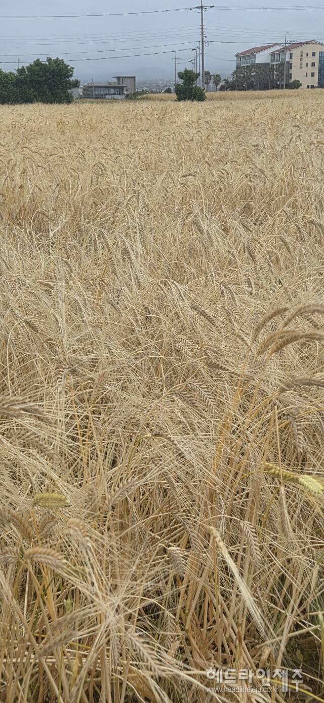 황금빛으로 물든 보리밭. (사진=강철수)