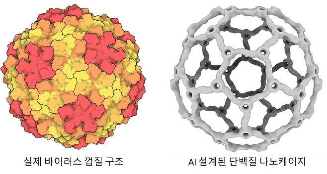 왼쪽은 자연계 바이러스가 단백질을 배열해 만든 껍질 구조, 오른쪽은 이를 모방해 인공지능으로 설계한 속 빈 단백질 나노케이지. 이상민 교수 제공