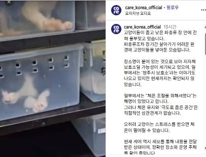 파충류 사육장에 임시 보호 중인 새끼고양이들 [케어 코리아 인스타그램·연합]
