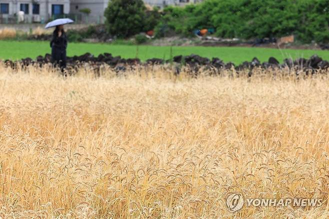 비 내리는 제주 (제주=연합뉴스) 박지호 기자 = 비가 내리기 시작한 20일 제주시 내도동의 한 청보리밭 사이로 한 시민이 걷고 있다. 2026.5.20 jihopark@yna.co.kr