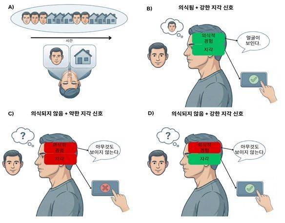 의식 연구 모식도. 기존 의식 연구는 의식적으로 인지된 자극과 그렇지 않은 자극을 비교하는 방식으로 진행돼 왔다. 그러나 자극이 의식되지 않을 때는 의식 경험뿐 아니라 일반적인 정보 처리까지 함께 차단되는 경우가 많아, 현재 실험만으로는 ‘의식의 부재’와 ‘정보 처리의 차단’을 명확히 구분하기 어렵다. 연구진은 맹시 등 신경심리학 사례를 활용하면 이러한 한계를 보완할 수 있다고 설명했다. 연구진 제공