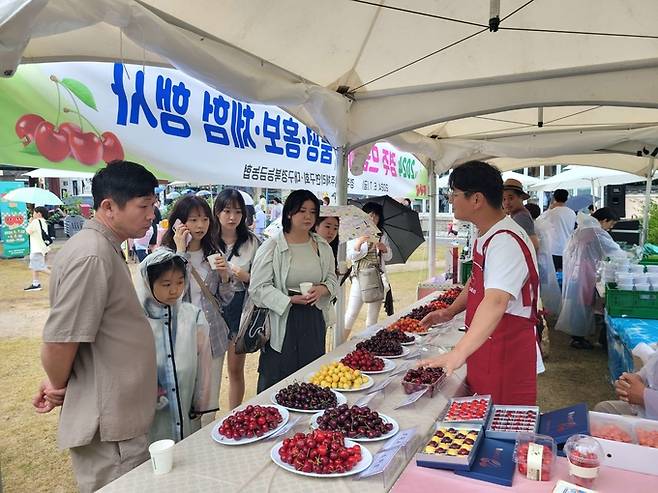 ▲ 지난해 열린 경주 체리 홍보 행사장을 찾은 시민과 관광객들이 품종별 체리를 살펴보고 있다. 경주시