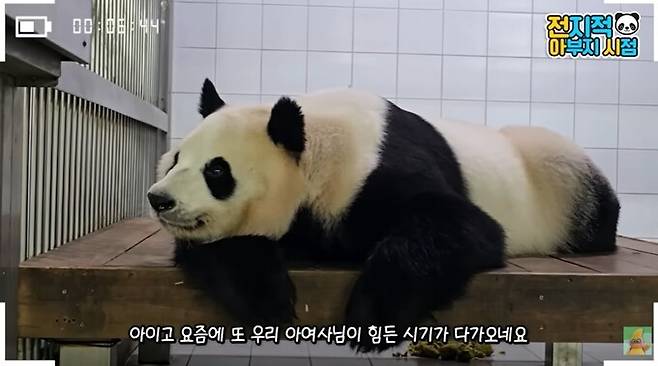 쌍둥이의 어미인 아이바오는 세 번째 임신 가능성 탓에 지난달 말부터 관람객 비공개 구역인 내실에서 생활 중이다. 유튜브 갈무리