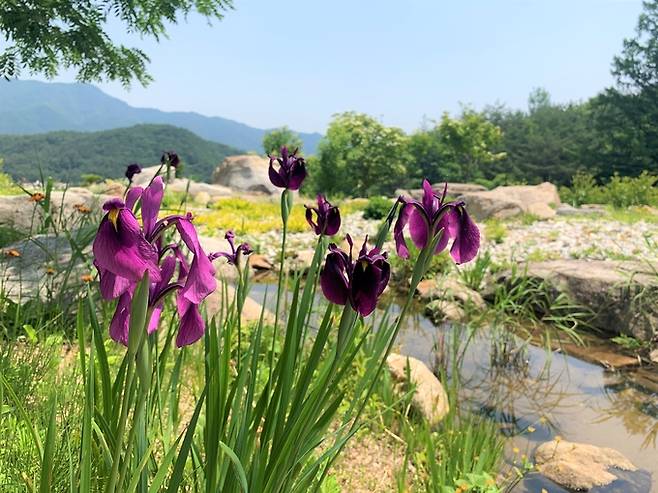 ▲ 꽃창포 개화 모습. 한국수목원정원관리원 제공