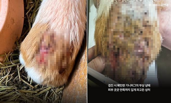 구조된 기니피그는 검진 결과 장기간 반복된 교상으로 진피증까지 손상됐으며 손상 범위가 넓은 상태였다(동물자유연대 제공). ⓒ 뉴스1