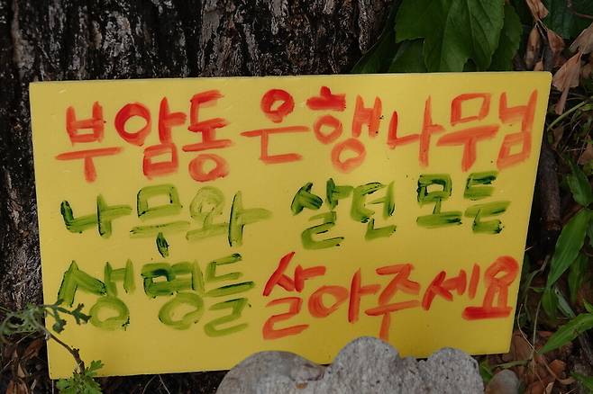 ‘부암동 은행나무님, 나무와 살던 모든 생명들, 살아주세요.’ 2026년 6월1일 환기미술관이 주입한 제초제에 피해를 입은 은행나무 곁에 시민들의 마음이 담긴 팻말이 세워져 있다. 김양진 기자