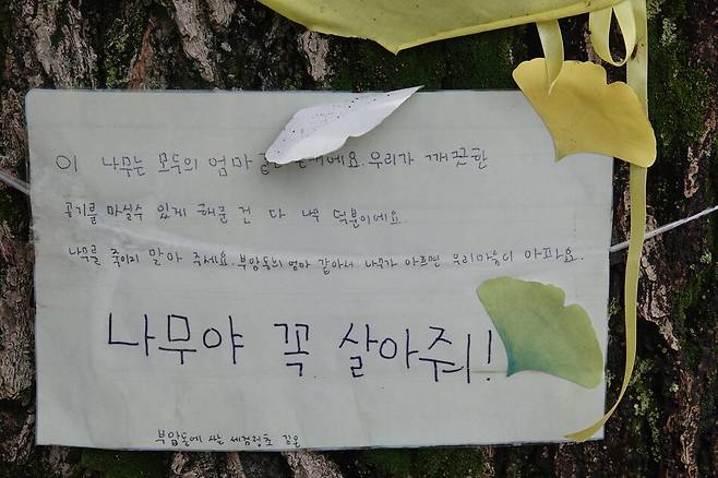 ‘나무를 죽이지 말아주세요. 부암동의 엄마 같아서 나무가 아프면 우리 마음이 아파요. 나무야 꼭 살아줘.’ 2026년 6월1일 환기미술관이 주입한 제초제에 피해를 입은 은행나무 곁에 시민들의 마음이 담긴 손편지가 붙어 있다. 김양진 기자