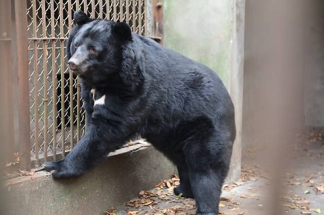 웅담채취용 사육농장에 남아있던 반달가슴곰 6마리가 덴마크 동물원으로 보내진다. 사진은 지난해 11월 경기 남양주 한 농장의 사육곰 모습. 동물자유연대 제공
