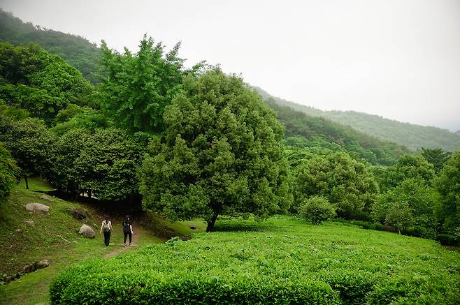 만덕산의 야생 차나무 [김명상 기자]