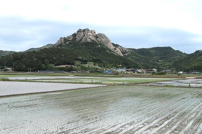 한창 모내기 중인 들판을 동석산이 의젓하게 내려다보고 있다. 동석산의 빼어난 풍광을 바라보며 걷는 혜택을 누릴 수 있다는 게 이 구간의 매력이다.