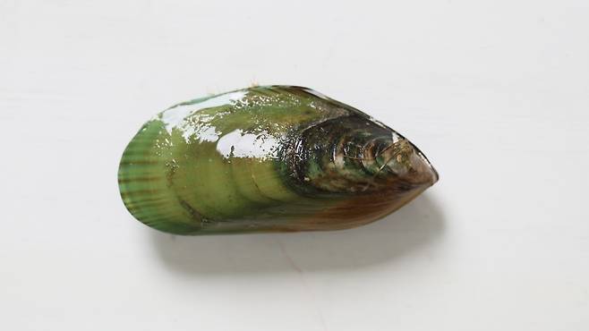 홍합 유래 물질을 활용해 부스터샷 없이도 면역 효과를 오래 유지하는 새로운 백신 기술이 개발됐다｜출처: 클립아트코리아
