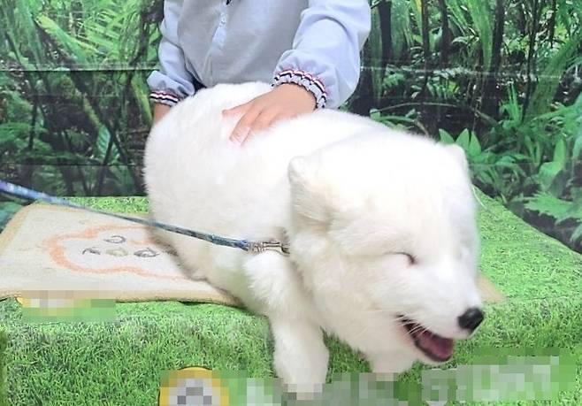 어린이 동물체험에 이용되는 여우(어웨어 제공) ⓒ 뉴스1