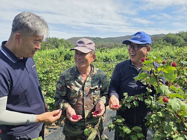 김종욱 경북 포항 장기농협 조합장(오른쪽)이 직원과 함께 산딸기 축제를 앞두고 정진영씨(가운데) 농장을 찾아 작황을 살펴보며 활짝 웃고 있다.