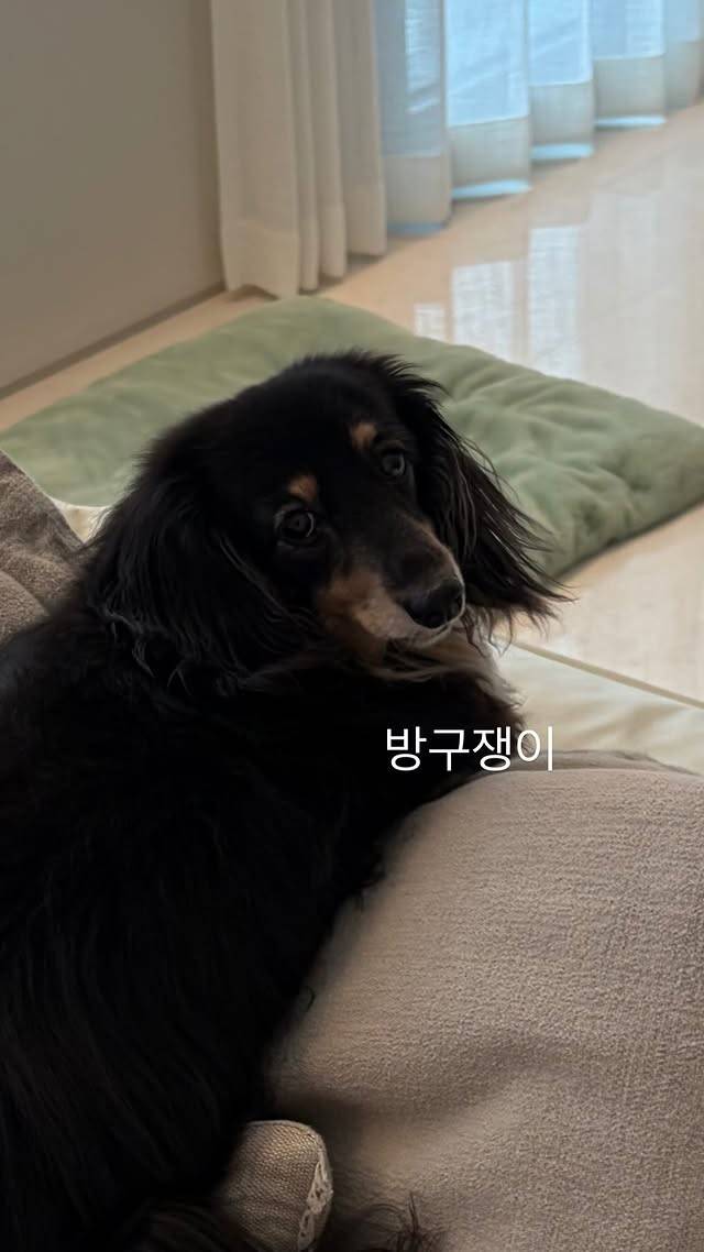 ▲ 정경호 최수영 반려견. 출처ㅣ정경호 최수영 SNS
