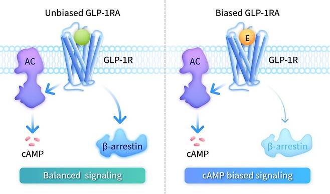 세계 최초 고리형 아데노신 일인산(사이클릭AMP, cAMP) 편향 GLP-1 수용체 작용제 개념도. 선택적 신호 전달 설계(cAMP, 이미지 오른쪽)를 적용해 약물 부작용을 줄이면서 체중 감소 효과를 높였다고 한다. 사이윈드바이오사이언스 제공