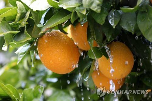 서안지구 오렌지 [EPA=연합뉴스 자료사진. 재판매 및 DB 금지]