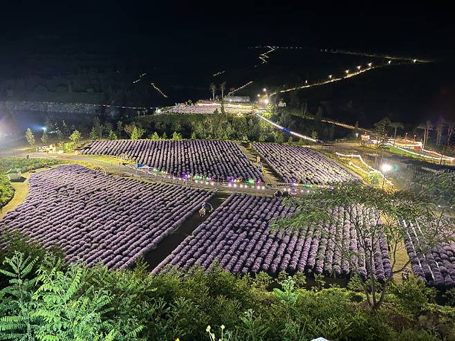 무릉별유천지 라벤더축제장 야경. 동해시 제공