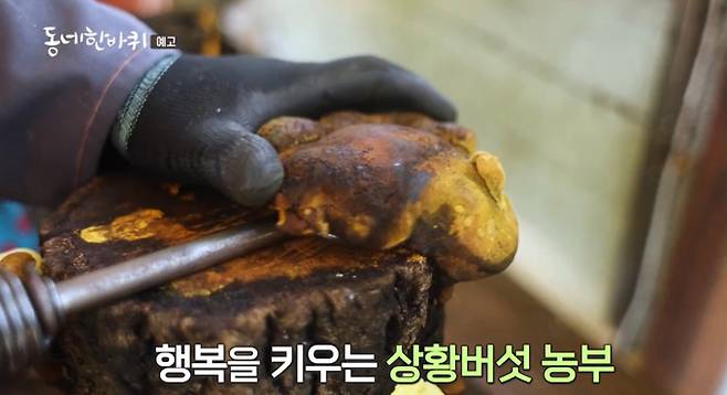 상황버섯 공중 재배 '동네한바퀴'