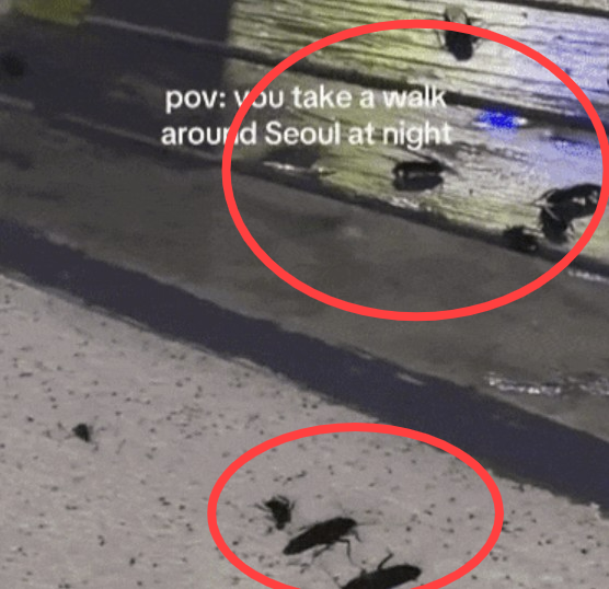 한 외국인 관광객이 찍어 올린‘서울로 7017’ 영상. 바퀴벌레 수십 마리가 돌아다니는 장면이 담겼다. 온라인 커뮤니티 캡처