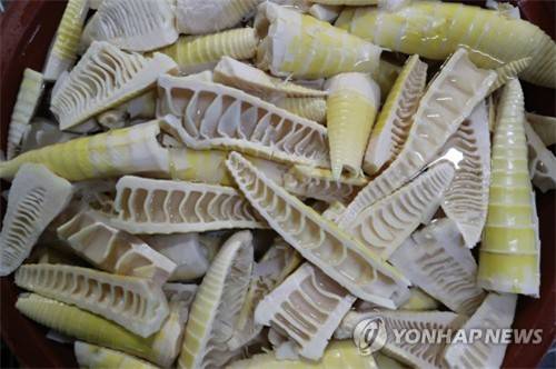 다듬어 놓은 죽순 [연합뉴스 자료사진]