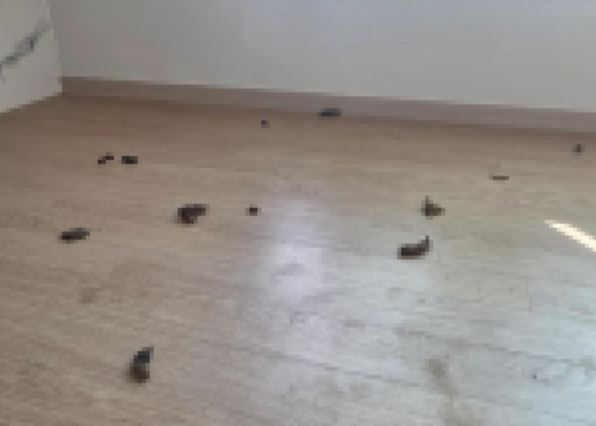 배설물이 가득한 집안 모습. 동물권단체 케어 제공