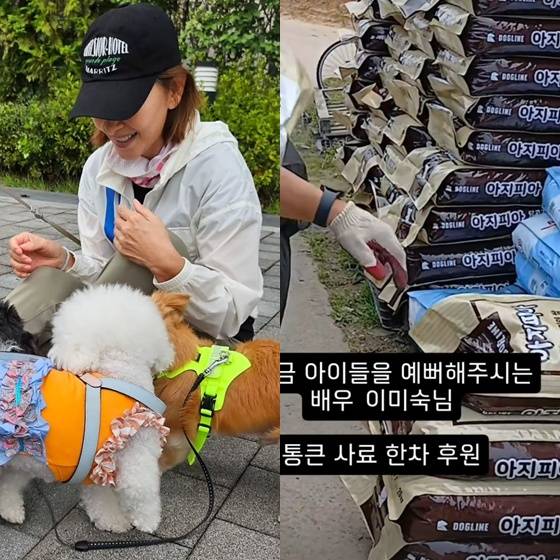 이미숙, 이미숙 반려견 나쵸와 친구들 /사진=이미숙, 천사들의 보금자리 각 SNS 캡처