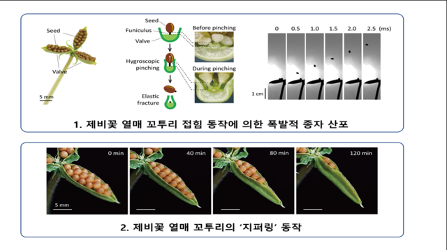 제비꽃의 독특한 종자 산포 규명 개념도. 서울대 제공.