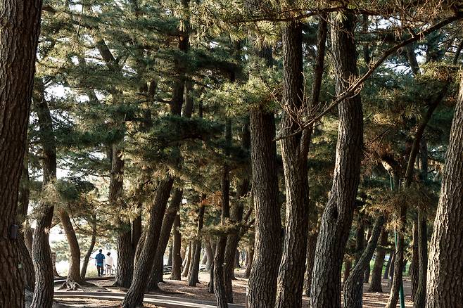 해송숲 사이로 난 산책로도 황금해안길의 일부다. 오후에 울창한 솔숲에 그림자가 길게 늘어지는 풍경이 산책하던 이들의 발걸음을 멈추게 한다. / 김종연 영상미디어 객원기자