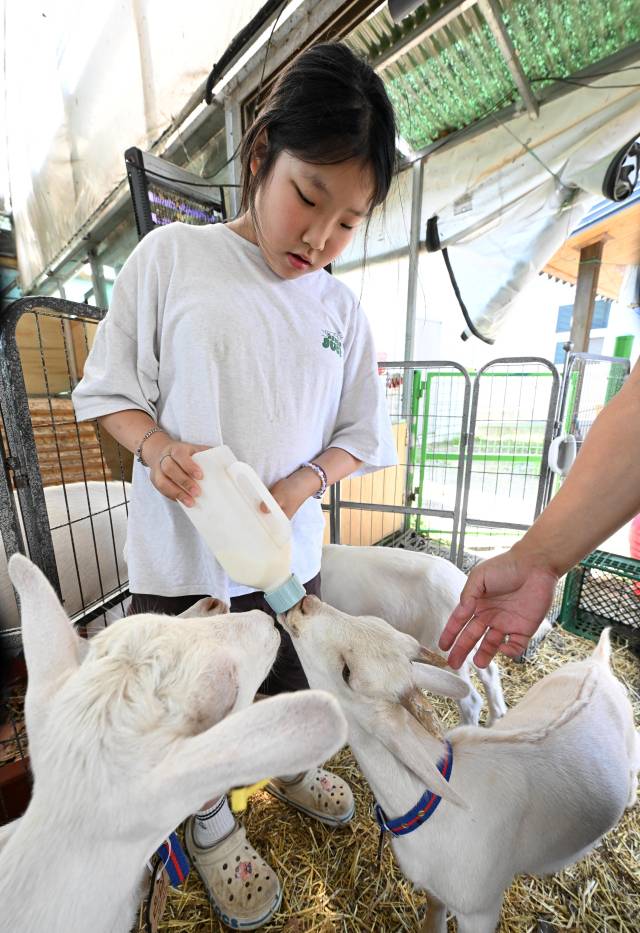 5학년 조아인 학생이 새끼 산양들에게 산양유를 먹이고 있다.