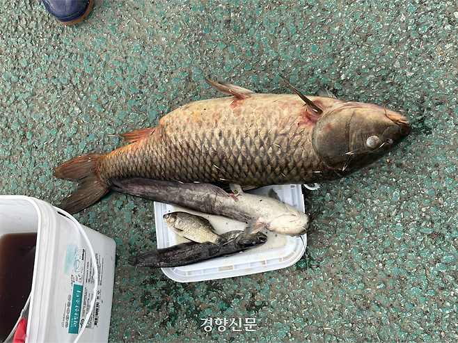 21일 서울 불광천에서 죽은 채로 떠오른 잉어, 메기 등 물고기들을 김미경 활동가가 건져냈다. 오경민 기자